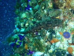 Haploblepharus pictus