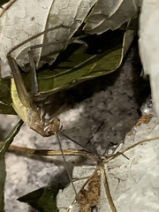 Oecanthus pini