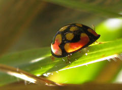 Cheilomenes sulphurea