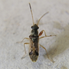 Pseudopachybrachius vinctus