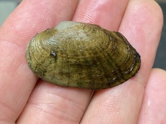 Venustaconcha ellipsiformis