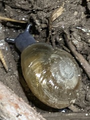 Oxychilus draparnaudi