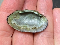Venustaconcha ellipsiformis