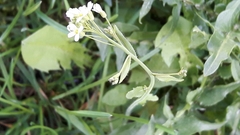 Turritis glabra