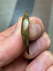 Venustaconcha ellipsiformis