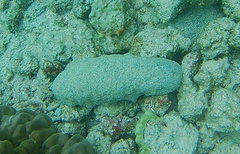 Holothuria whitmaei