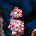 Pygmy Seahorse - Photo (c) Julian Hsu, some rights reserved (CC BY-NC), uploaded by Julian Hsu