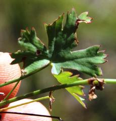 Pelargonium patulum patulum
