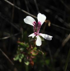 Pelargonium patulum patulum