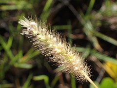 Setaria pallide-fusca