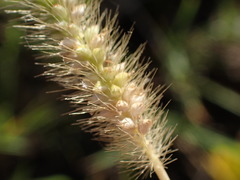 Setaria pallide-fusca