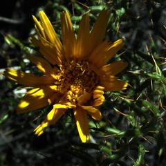 Berkheya angustifolia