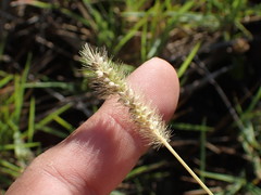 Setaria pallide-fusca