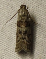 Promylea lunigerella