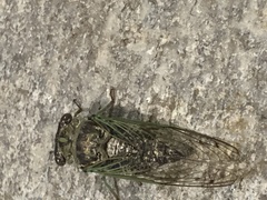 Neotibicen canicularis