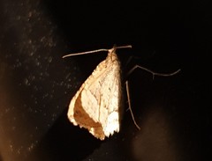 Chrysolarentia insulsata