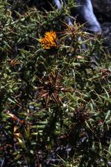 Berkheya angustifolia