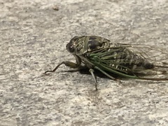 Neotibicen canicularis
