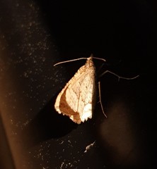 Chrysolarentia insulsata