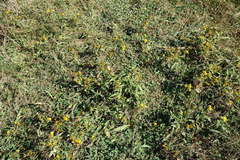 Pentanema britannica