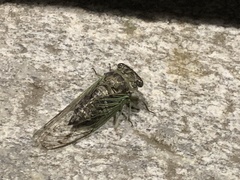 Neotibicen canicularis