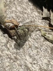 Neotibicen canicularis