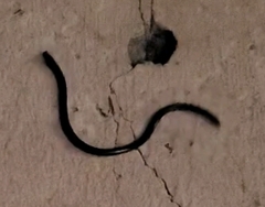 Leptotyphlopidae