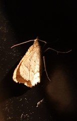 Chrysolarentia insulsata