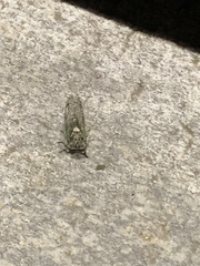 Neotibicen canicularis