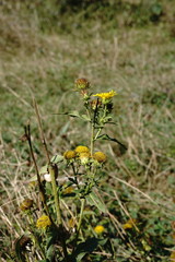 Pentanema britannica