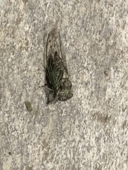 Neotibicen canicularis