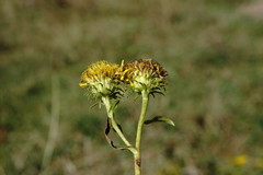 Pentanema britannica