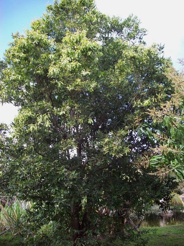 Genus Couepia · iNaturalist