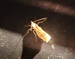 Chrysolarentia insulsata