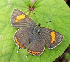 Heliophorus moorei