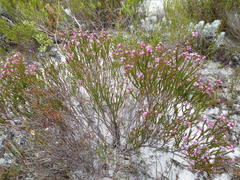 Erica ferrea