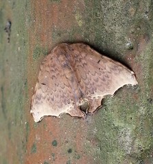 Thymistida tripunctata
