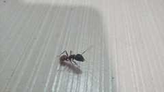 Camponotus