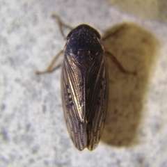 Polana