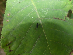 Dolichurus greenei