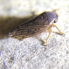 Polana