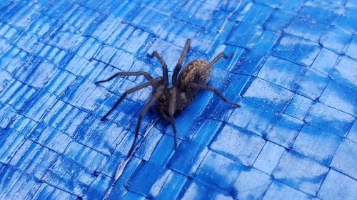 Hobo Spider photo 3
