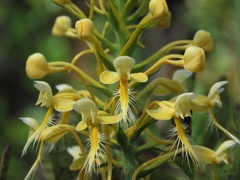 Platanthera × lueri
