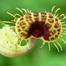 Aristolochia fimbriata - Photo (c) James Gaither, osa oikeuksista pidätetään (CC BY-NC-ND)