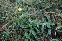 Crepis setosa