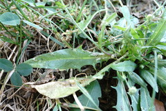 Crepis setosa