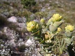 Thesium euphorbioides