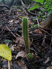 Acanthocereus hesperius