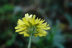 Crepis setosa