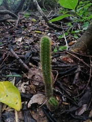 Acanthocereus hesperius